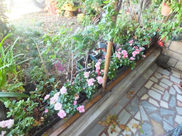 Name:  DSCF7078.jpg
Views: 560
Size:  69.9 KB