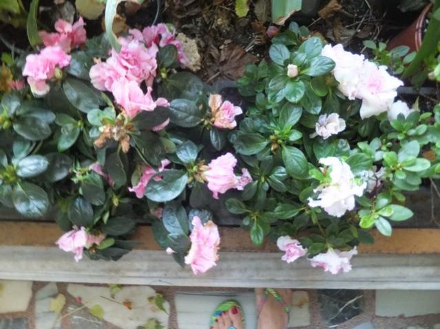 Name:  DSCF7085.jpg
Views: 552
Size:  54.2 KB