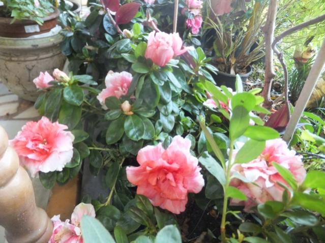 Name:  DSCF7086.jpg
Views: 861
Size:  59.7 KB