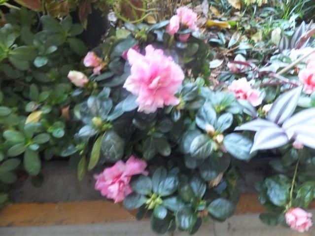 Name:  DSCF7087.jpg
Views: 825
Size:  47.3 KB