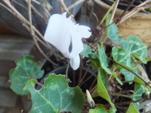 Name:  DSCF7092.jpg
Views: 583
Size:  37.5 KB
