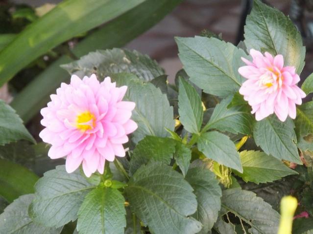 Name:  DSCF7045.jpg
Views: 562
Size:  42.2 KB