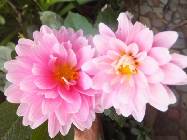 Name:  DSCF7047.jpg
Views: 584
Size:  35.5 KB