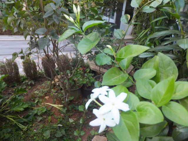 Name:  DSCF7056.jpg
Views: 381
Size:  58.4 KB