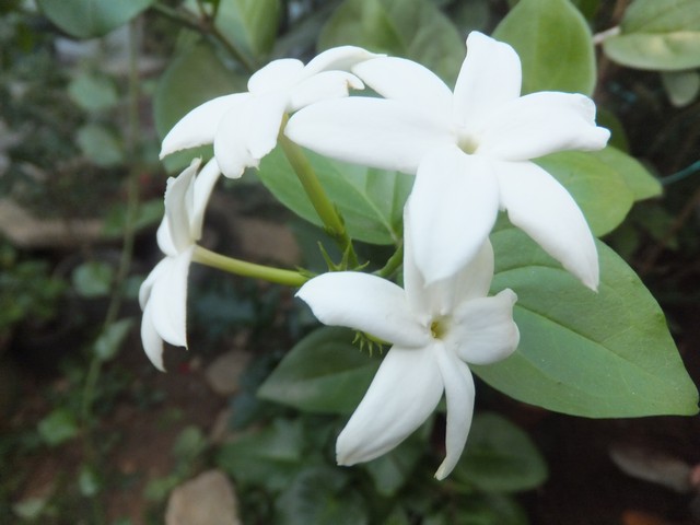 Name:  DSCF7058.jpg
Views: 398
Size:  60.1 KB