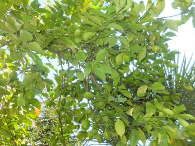 Name:  DSCF7206.jpg
Views: 351
Size:  67.9 KB