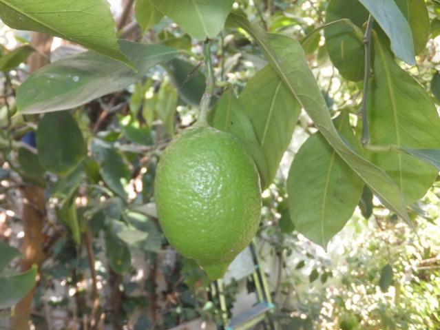 Name:  DSCF7207.jpg
Views: 366
Size:  45.7 KB