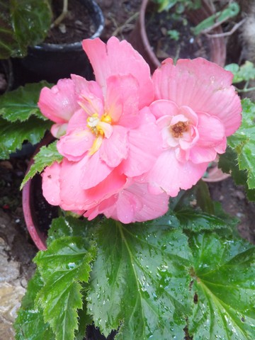 Name:  DSCF7209.jpg
Views: 347
Size:  63.8 KB