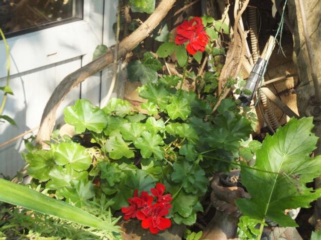 Name:  DSCF7214.jpg
Views: 348
Size:  60.0 KB