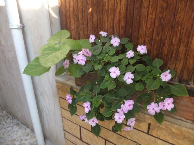 Name:  DSCF7215.jpg
Views: 346
Size:  44.4 KB
