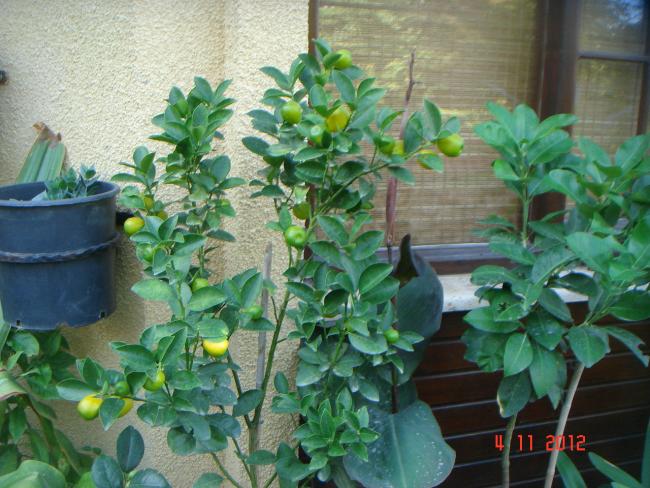 Name:  DSC01433.jpg
Views: 621
Size:  60.7 KB