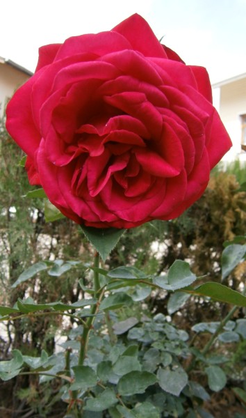 Name:  PA010154 (354 x 600).jpg
Views: 1249
Size:  55.1 KB