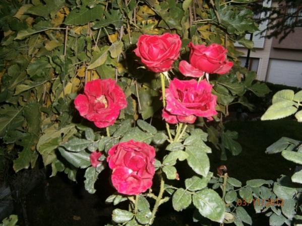Name:  PB030309 (600 x 450).jpg
Views: 1247
Size:  54.4 KB
