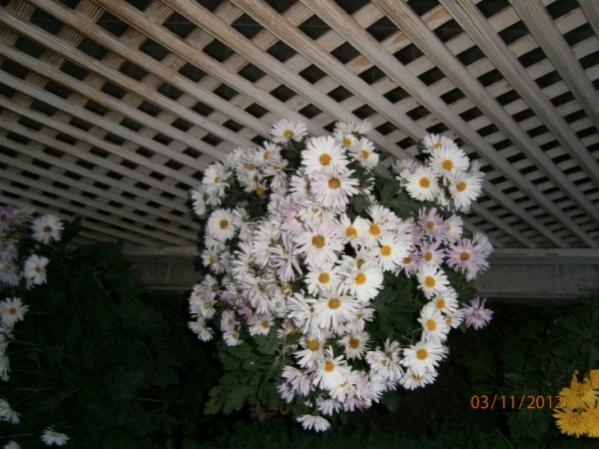 Name:  PB030306 (600 x 450).jpg
Views: 1127
Size:  47.0 KB