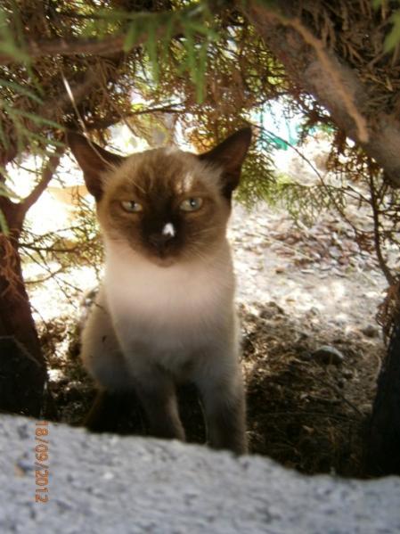 Name:  P9180227 (450 x 600).jpg
Views: 976
Size:  47.2 KB