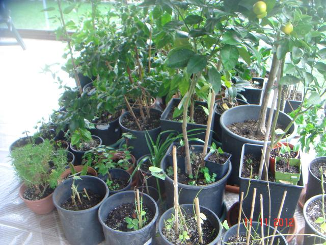 Name:  DSC01556.jpg
Views: 548
Size:  72.2 KB