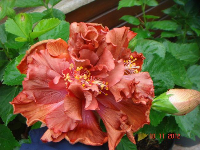 Name:  DSC01475.jpg
Views: 581
Size:  52.7 KB