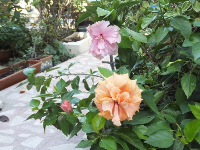 Name:  DSCF7487.jpg
Views: 520
Size:  59.1 KB