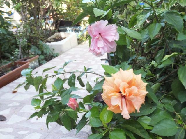 Name:  DSCF7488.jpg
Views: 607
Size:  58.8 KB