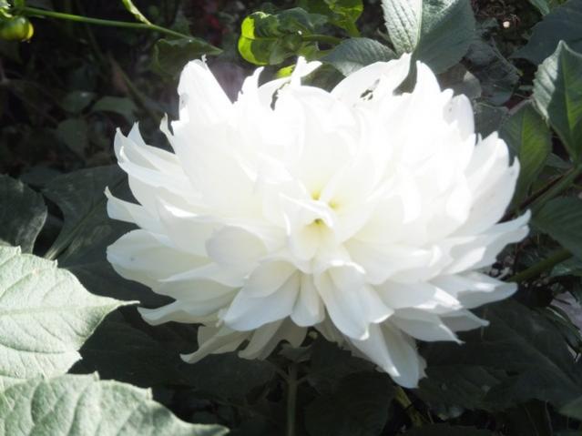 Name:  DSCF7489.jpg
Views: 562
Size:  34.1 KB