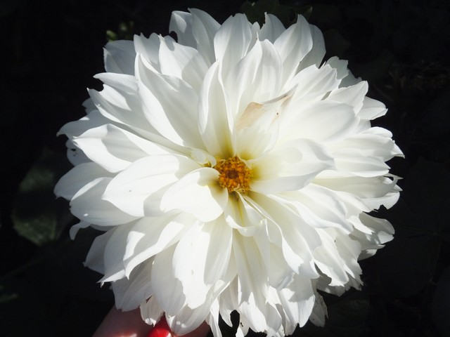Name:  DSCF7490.jpg
Views: 584
Size:  61.7 KB