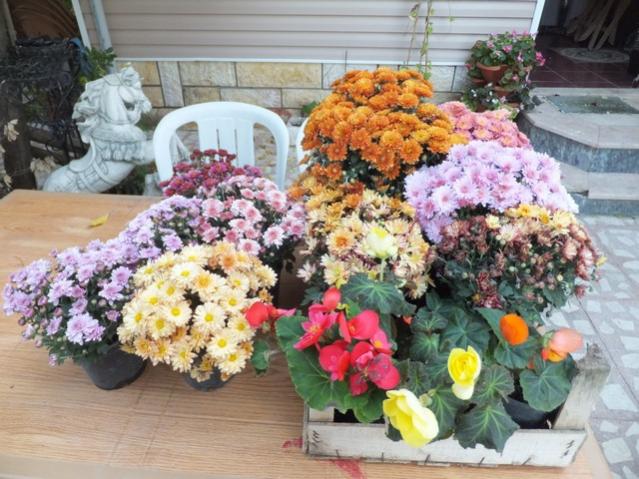 Name:  DSCF7525.jpg
Views: 571
Size:  62.4 KB