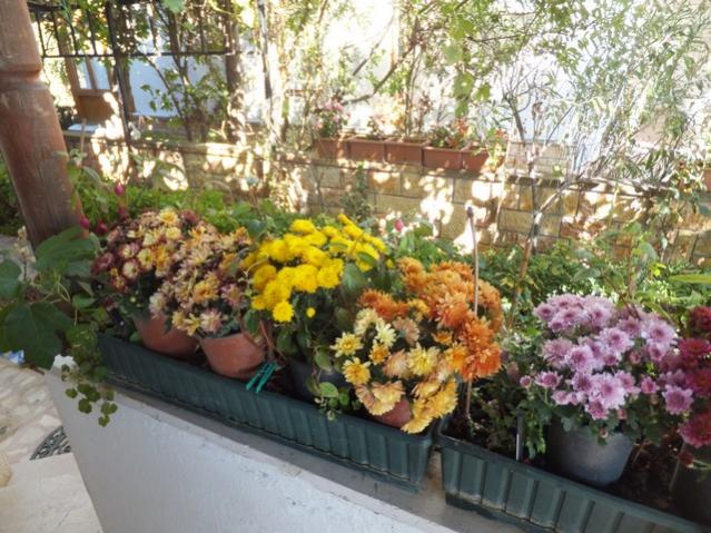 Name:  DSCF7534.jpg
Views: 519
Size:  69.3 KB