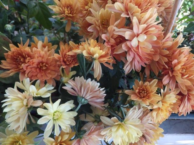 Name:  DSCF7543.jpg
Views: 609
Size:  59.8 KB