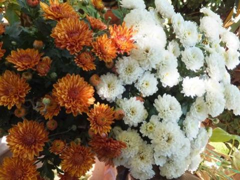 Name:  DSCF7548.jpg
Views: 505
Size:  39.8 KB