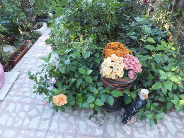 Name:  DSCF7559.jpg
Views: 500
Size:  67.9 KB