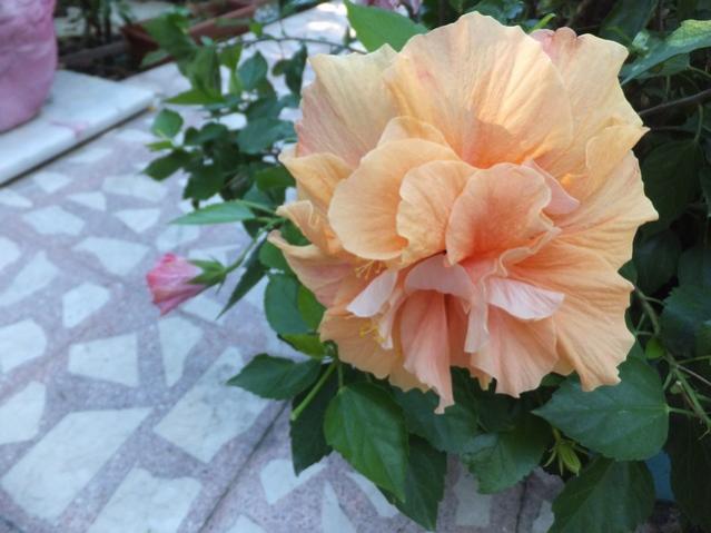 Name:  DSCF7562.jpg
Views: 557
Size:  40.3 KB