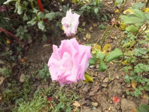 Name:  DSCF7585.jpg
Views: 465
Size:  37.7 KB