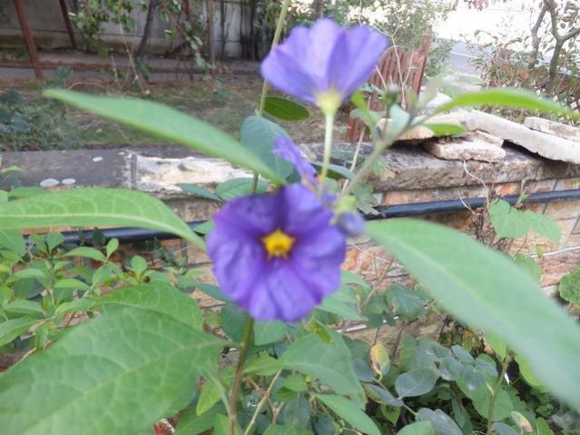 Name:  DSCF7628.jpg
Views: 438
Size:  51.8 KB