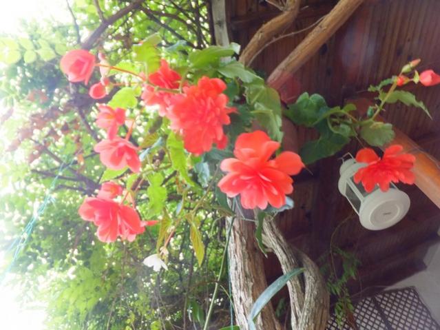 Name:  DSCF7649.jpg
Views: 595
Size:  53.7 KB