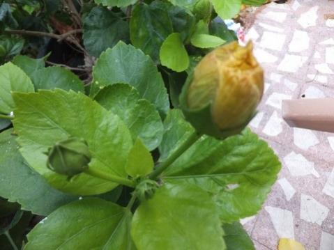 Name:  DSCF7658.jpg
Views: 459
Size:  26.3 KB