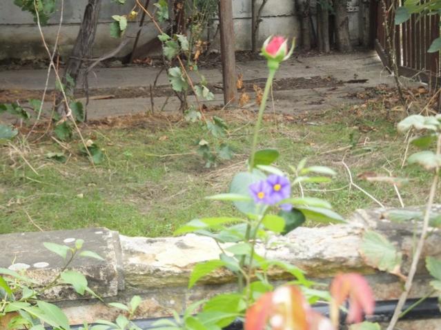 Name:  DSCF7661.jpg
Views: 415
Size:  57.9 KB
