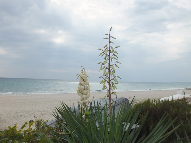 Name:  DSCF7663.jpg
Views: 412
Size:  66.5 KB
