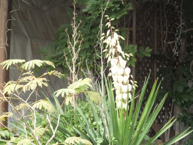 Name:  DSCF7667.jpg
Views: 434
Size:  59.5 KB