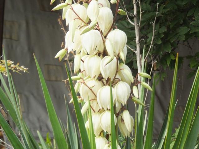 Name:  DSCF7668.jpg
Views: 468
Size:  46.2 KB