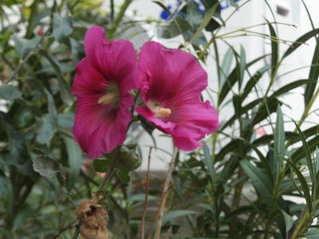 Name:  DSCF7669.jpg
Views: 449
Size:  44.4 KB