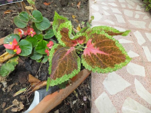 Name:  DSCF7670.jpg
Views: 454
Size:  57.8 KB