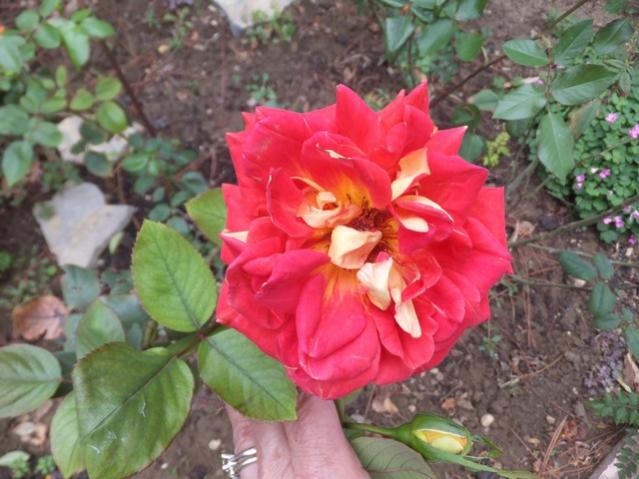 Name:  DSCF7674.jpg
Views: 456
Size:  50.5 KB