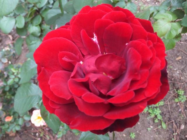 Name:  DSCF7677.jpg
Views: 433
Size:  41.3 KB