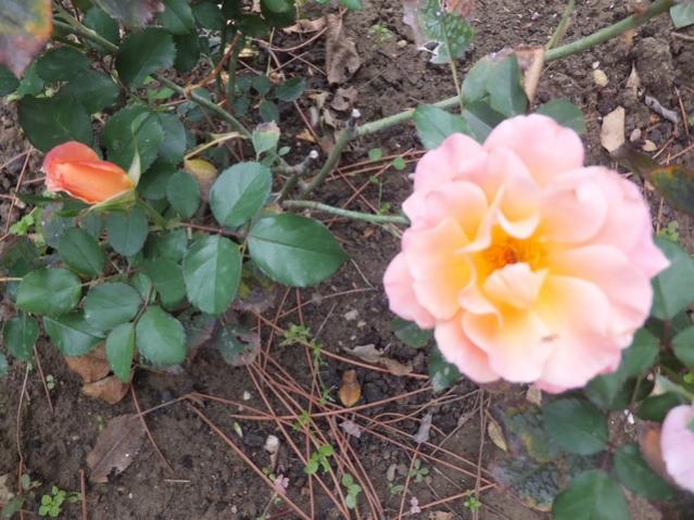Name:  DSCF7678.jpg
Views: 439
Size:  58.1 KB