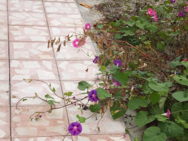 Name:  DSCF7689.jpg
Views: 471
Size:  56.1 KB