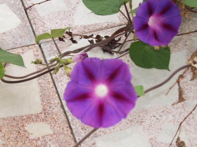 Name:  DSCF7690.jpg
Views: 418
Size:  44.0 KB