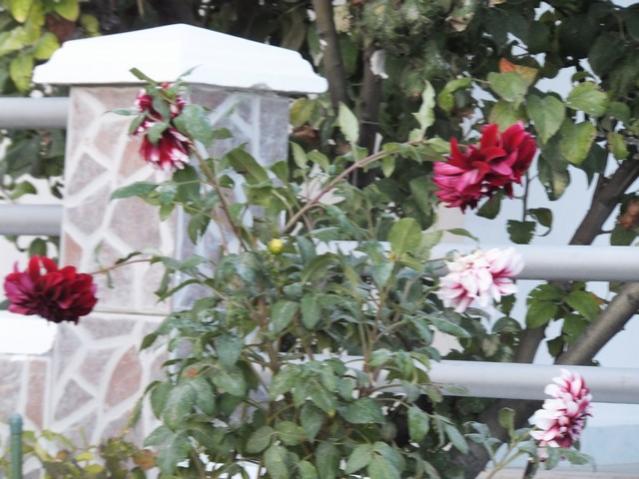 Name:  DSCF7720.jpg
Views: 344
Size:  51.8 KB