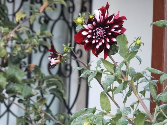 Name:  DSCF7722.jpg
Views: 360
Size:  49.4 KB