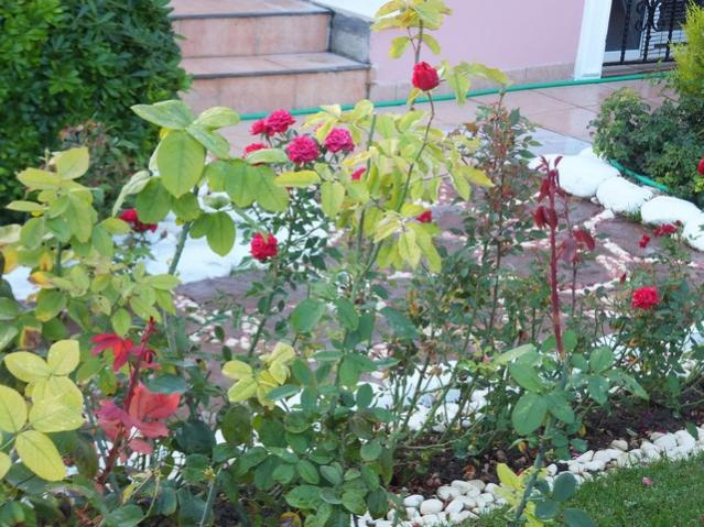 Name:  DSCF7725.jpg
Views: 347
Size:  69.8 KB