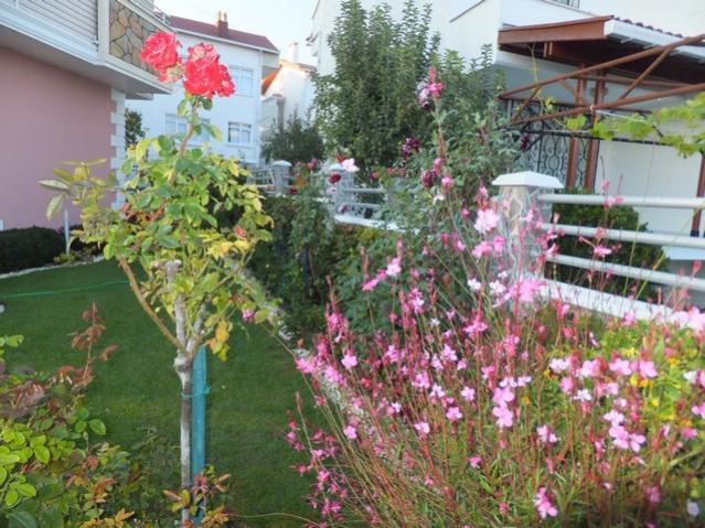 Name:  DSCF7727.jpg
Views: 343
Size:  69.1 KB